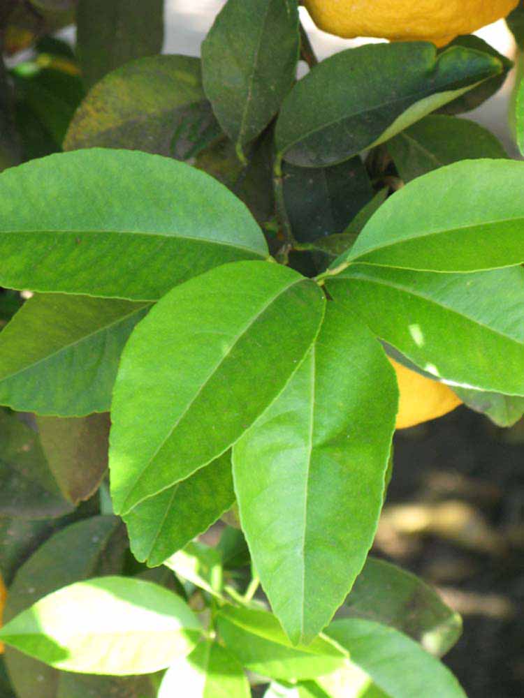              Shade leaves (South African, Riverside, CA)       